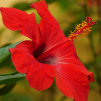 Hibiscus