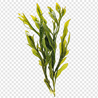Kelp