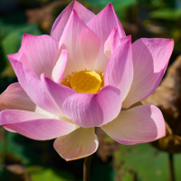 Lotus