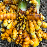Turmeric