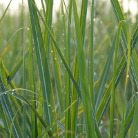 Vetiver